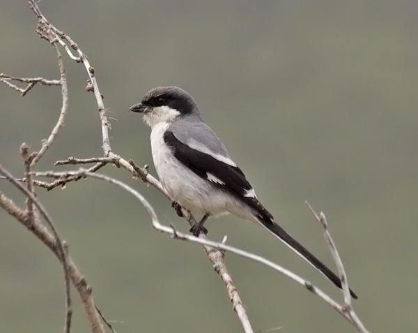 Chinese grey shrike Surfbirds Online Photo Gallery Search Results