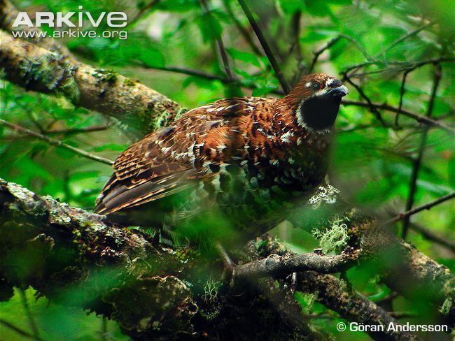 Chinese grouse Chinese grouse