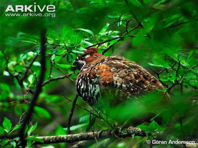 Chinese grouse Chinese grouse videos photos and facts Bonasa sewerzowi ARKive