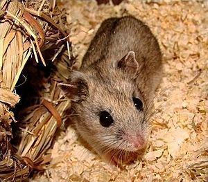Chinese hamster httpsuploadwikimediaorgwikipediacommonsthu
