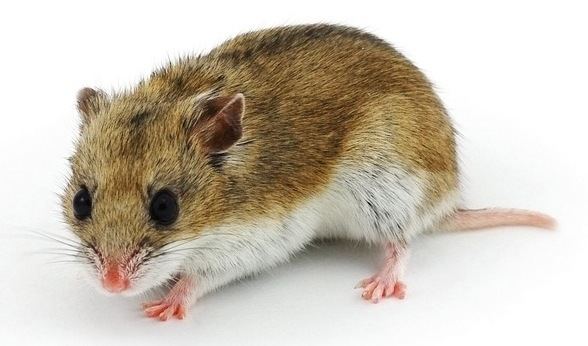Chinese hamster Seizures in Chinese Hamsters 2 November 2015 Pet Blog