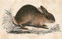 Chinese hare httpsuploadwikimediaorgwikipediacommonsthu