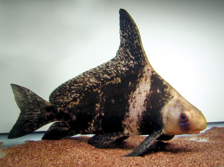 Chinese high fin banded shark - Alchetron, the free social encyclopedia
