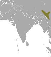 Chinese highland shrew