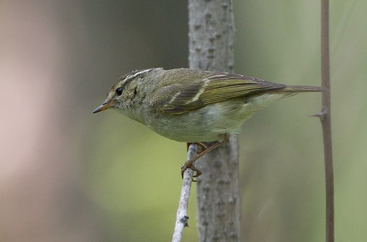 Chinese leaf warbler Chinese LeafWarbler Phylloscopus yunnanensis Index Gallery