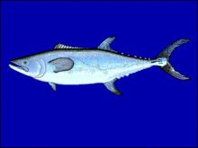 Chinese mackerel httpsuploadwikimediaorgwikipediacommonsthu