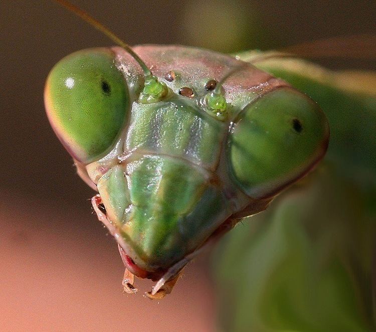 Chinese mantis Mantids