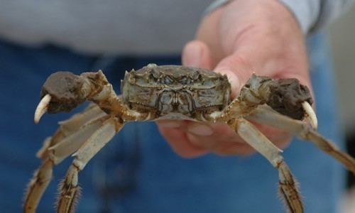 Chinese mitten crab Chinese Mitten Crab Chesapeake Bay Program