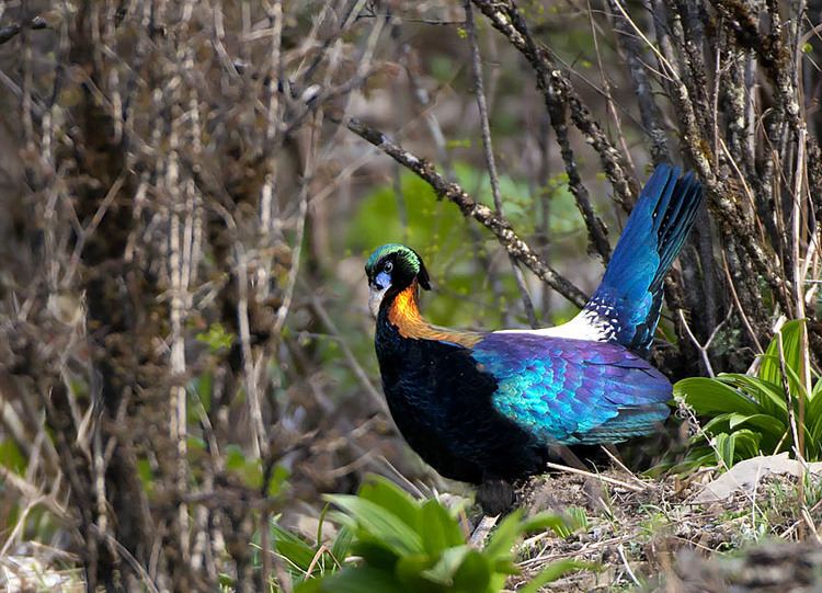 Chinese monal Surfbirds Online Photo Gallery Search Results