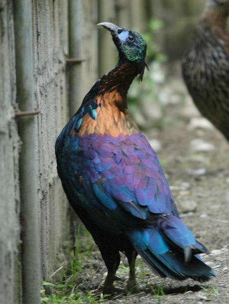 Chinese monal Oriental Bird Club Image Database Chinese Monal Lophophorus lhuysii