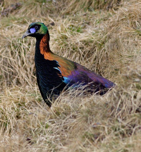 Chinese monal Oriental Bird Club Image Database Chinese Monal Lophophorus lhuysii