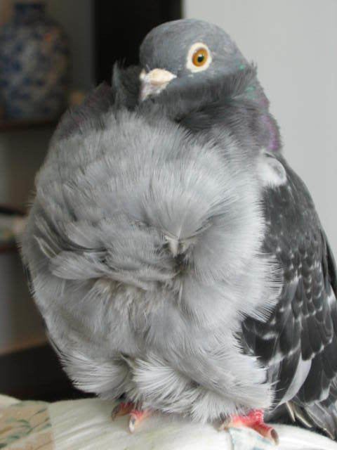 Chinese Owl pigeon Chinese owls PigeonTalk