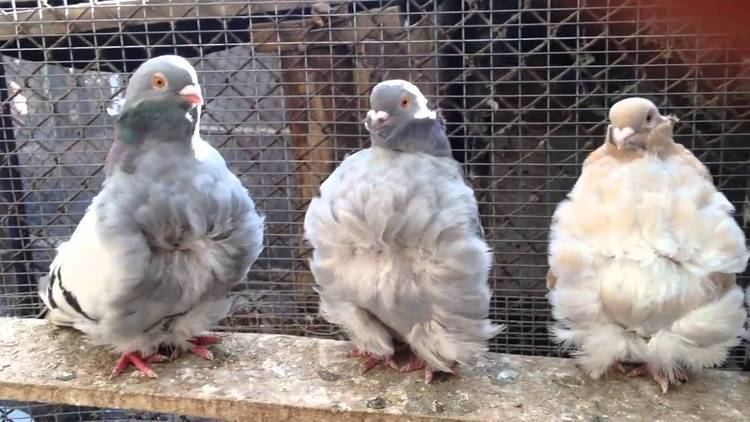 Chinese Owl pigeon Chinese Owl Fancy Pigeons YouTube