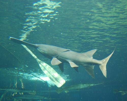 Chinese paddlefish Paddlefish 11 largest freshwater fish in the world MNN Mother