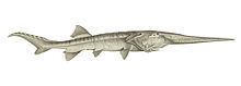 Chinese paddlefish httpsuploadwikimediaorgwikipediacommonsthu