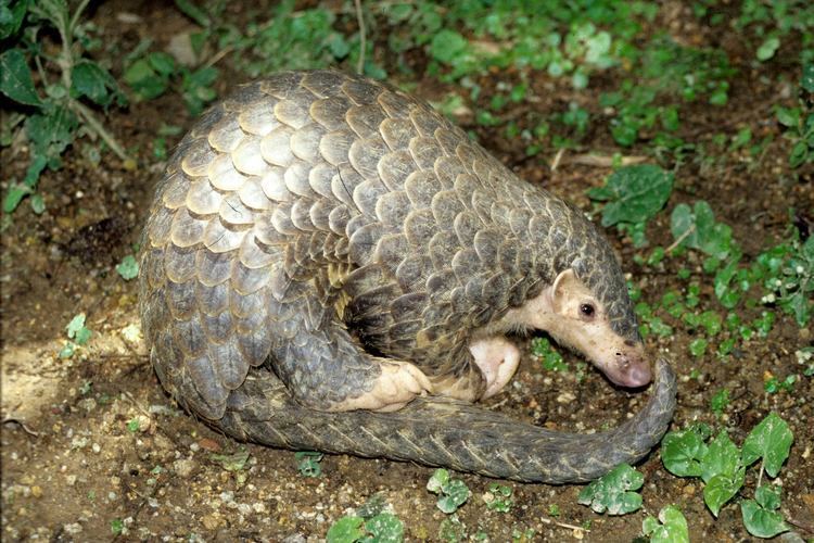 Chinese pangolin EDGE Blog Plight of the pangolin all eight species to move up