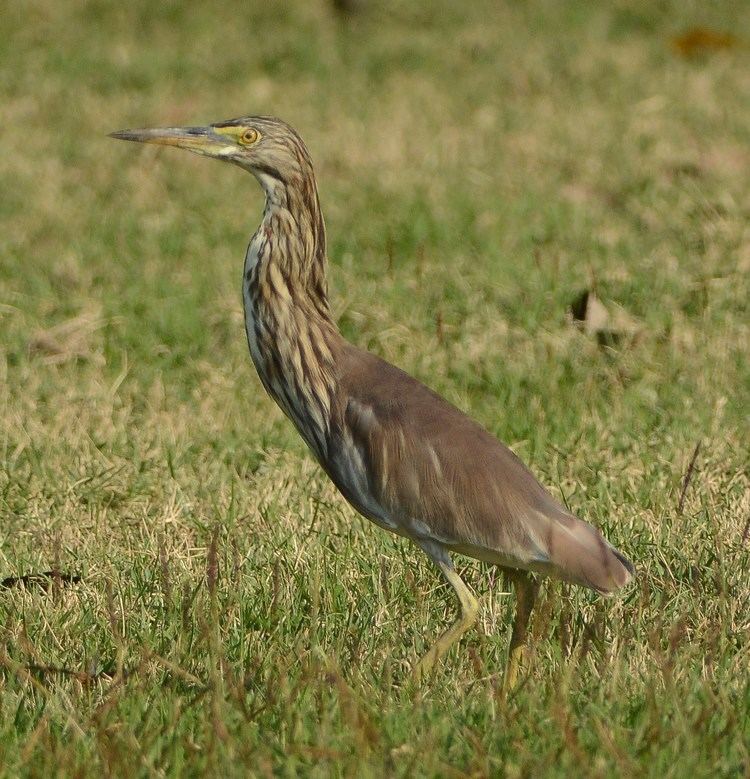 Chinese pond heron Identification of Chinese Pond Heron Birding Frontiers