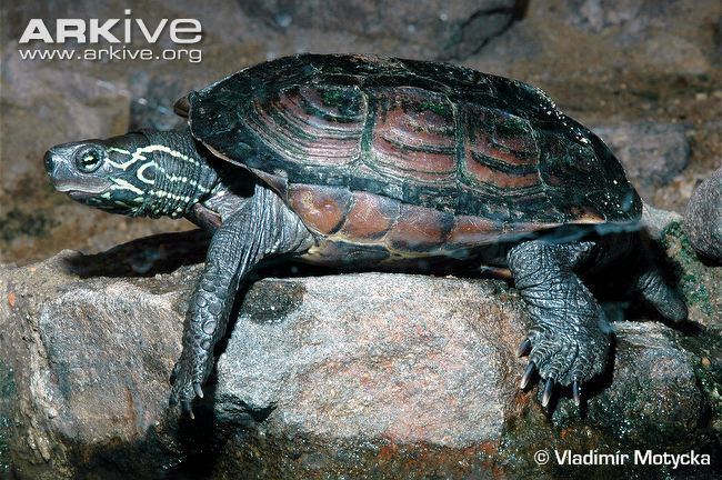 Chinese pond turtle Chinese pond turtle videos photos and facts Mauremys reevesii