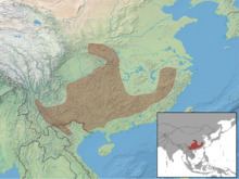 Chinese pygmy dormouse httpsuploadwikimediaorgwikipediacommonsthu