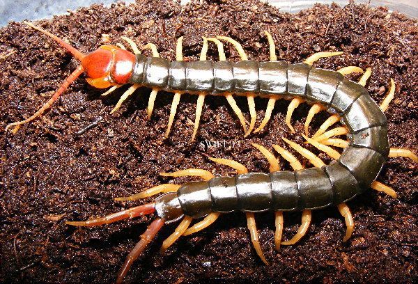 Chinese red headed centipede - Alchetron, the free social encyclopedia