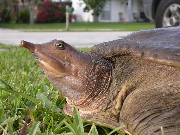 Chinese softshell turtle SoftShelled Turtle Information and Care