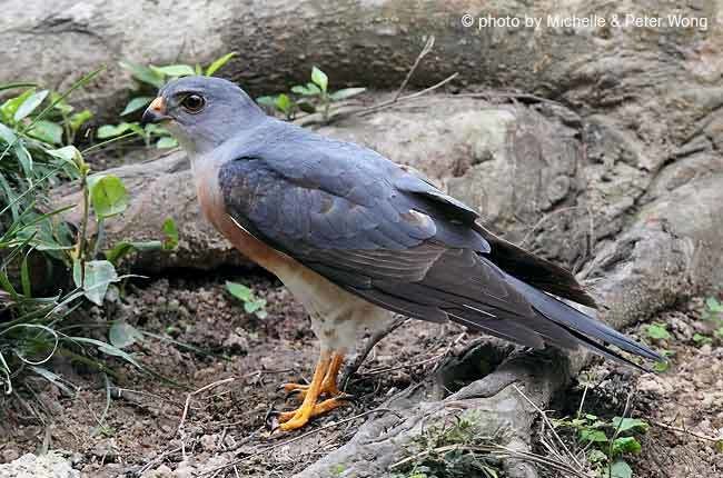 Chinese sparrowhawk Oriental Bird Club Image Database Chinese Sparrowhawk Accipiter
