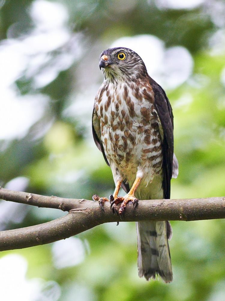 Chinese sparrowhawk Chinese SparrowHawk Photographed from Bidadari Cemetery S Flickr