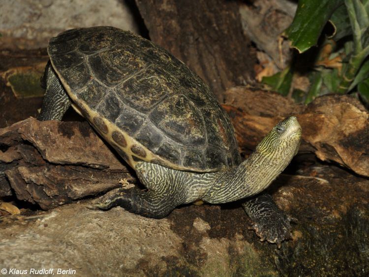 Chinese stripe-necked turtle Image Mauremys sinensis Chinese Stripenecked Turtle BioLibcz