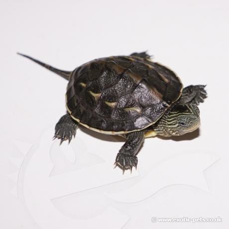 Chinese stripe-necked turtle Chinese Striped Neck Turtle Ocadia sinensis