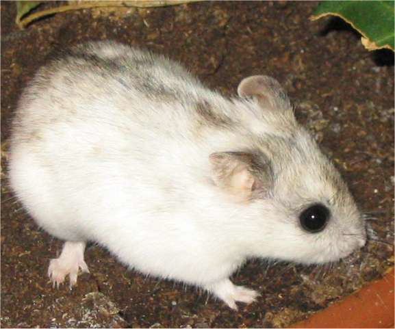 Chinese striped hamster