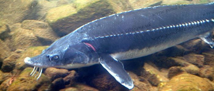 Chinese sturgeon wwwpondlifemeukimagessturgeonacipensersinen