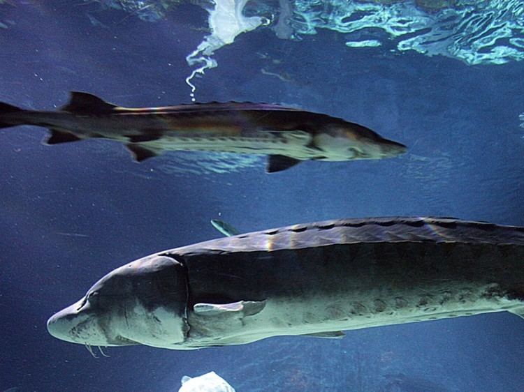 Chinese sturgeon Chinese Sturgeons Chinese Sturgeon Pictures Chinese Sturgeon Facts