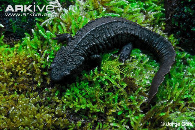 Chinese warty newt Guangxi warty newt videos photos and facts Paramesotriton