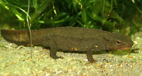 Chinese warty newt Paramesotriton chinensis Chinese warty newt Henk Wallays Flickr