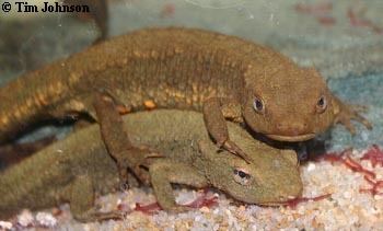 Chinese warty newt Caudata Culture Articles Firebelly
