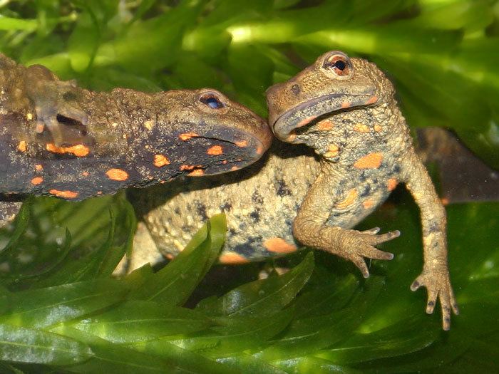 Chinese warty newt CalPhotos Paramesotriton chinensis Chinese Warty Newt