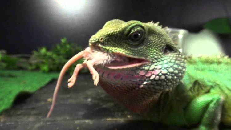 Chinese water dragon adult chinese water dragon eating live mouse YouTube