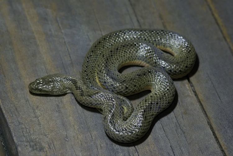 Chinese water snake Field Herp Forum View topic Enhydris chinensis Chinese Water Snake