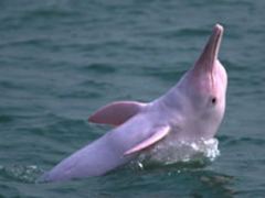 Chinese white dolphin wwwhzmbhkengimgprotectionprotection01p01jpg