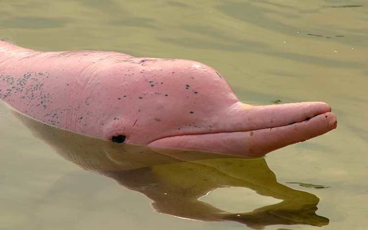 Chinese white dolphin Chinese White Dolphin Dolphin Facts and Information