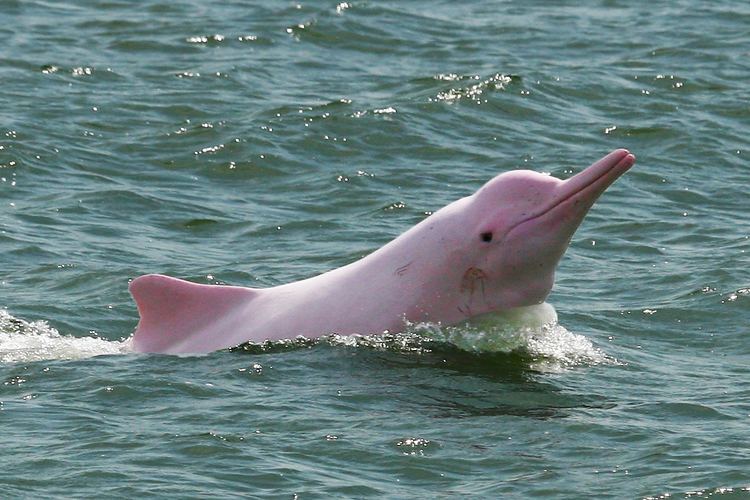 Chinese white dolphin WWF Hong Kong Hong Kong Government Fails to Honour its Marine Park
