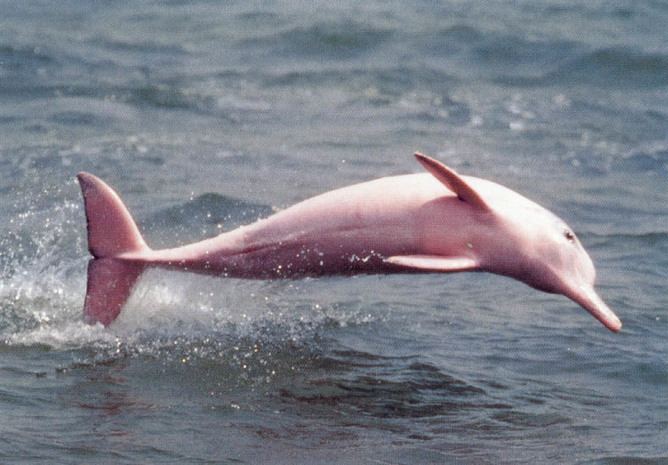 Chinese white dolphin Why are the endangered dolphins of Hong Kong pink
