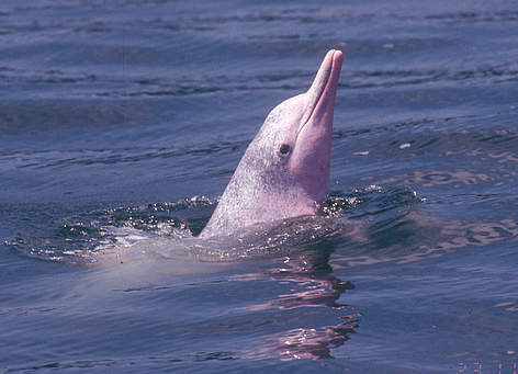 Chinese white dolphin WWF Hong Kong Chinese White Dolphin