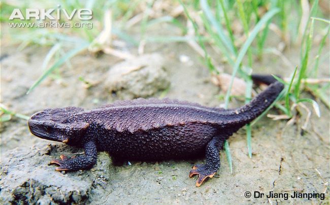 Chinhai spiny newt Chinhai salamander videos photos and facts Echinotriton