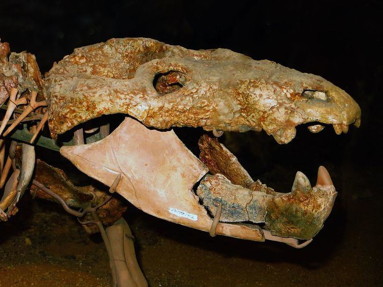Chiniquodon FileChiniquodon theotonicus skull 43JPG Wikimedia Commons