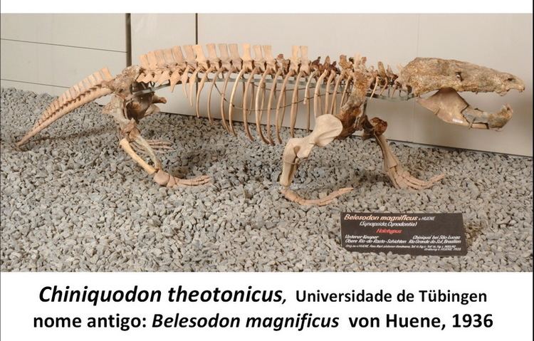 Chiniquodon Chiniquodon theotonicus Tbinger BrasilienExkursion