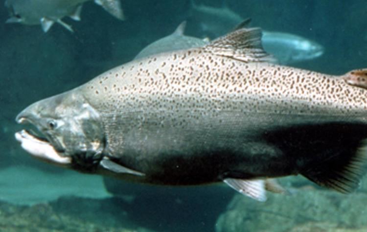 Chinook salmon Chinook Salmon Oceana