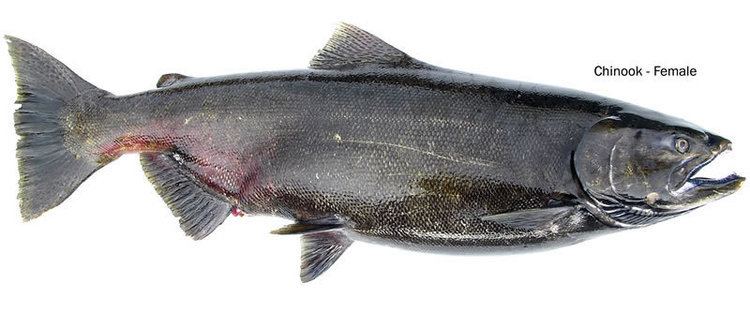 Chinook salmon wdfwwagovfishingsalmongraphicsspawnchinook