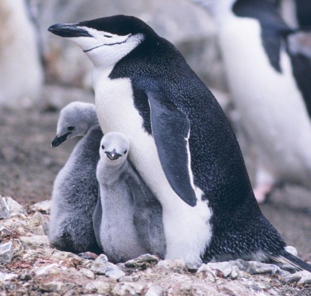 Chinstrap penguin Chinstrap Penguin Pygoscelis Antarcticus Animals AZ Animals