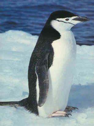 Chinstrap penguin KidZone Penguin Photos